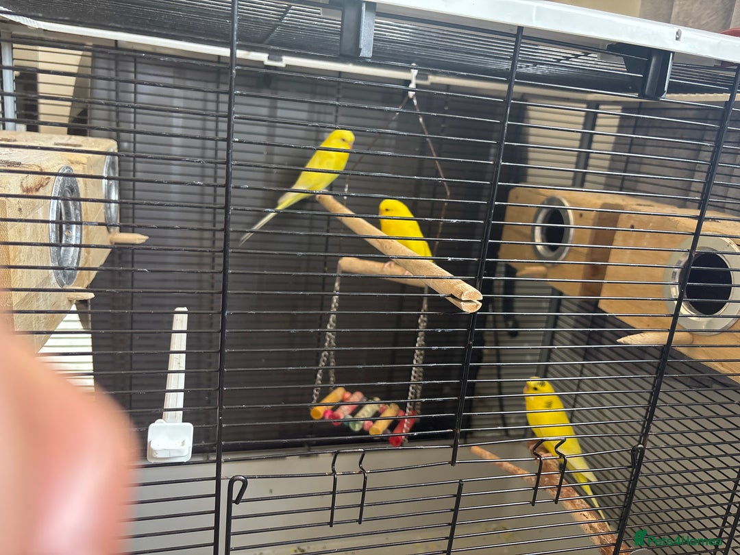 Lovebirds birds for sale: 3 love birds  - Image 2