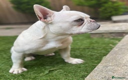 French Bulldog dogs for sale: French bulldog platinum female in Romford - Image 4