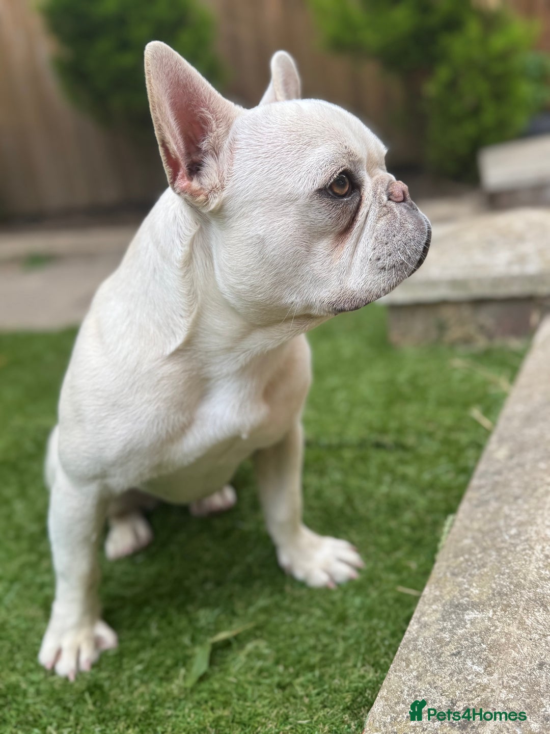 French Bulldog dogs for sale: French bulldog platinum female in Romford - Image 4