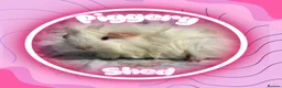 Guinea Pig rodents for sale: Guinea pig boarding services  - Advert 1