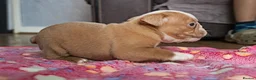 English Bulldog dogs for sale: ENGLISH BULLDOG  - Advert 4