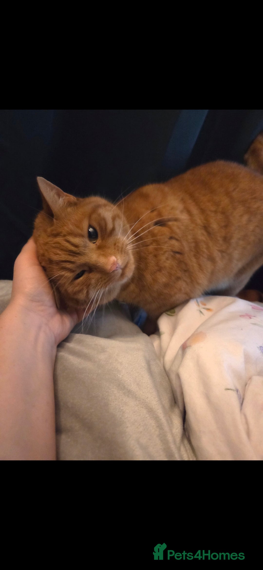 Mixed Breed cats Ginger female half bengal - Advert 1