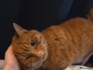 Mixed Breed cats Ginger female half bengal - Advert 1