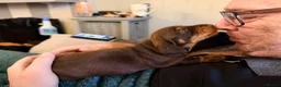 Miniature Dachshund dogs for sale: Loving homes needed  in Taunton - Advert 9