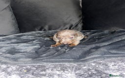 Dachshund dogs for sale: KC miniature dachshunds  in Middlesbrough - Image 13