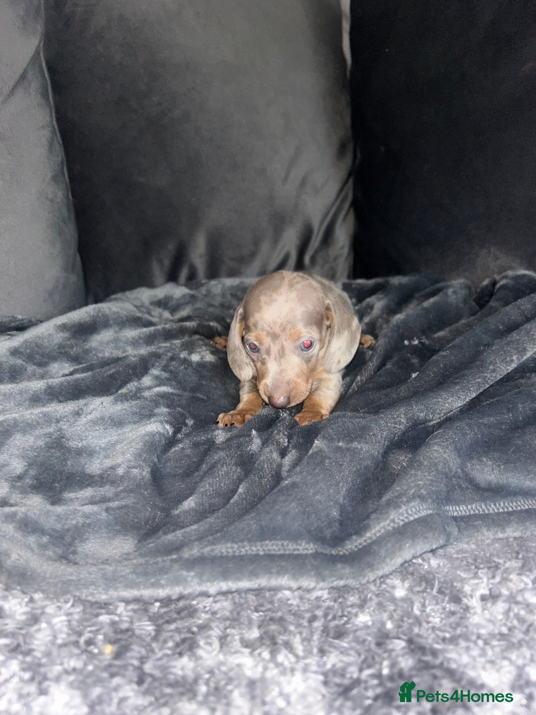 Dachshund dogs for sale: KC miniature dachshunds  in Middlesbrough - Image 13