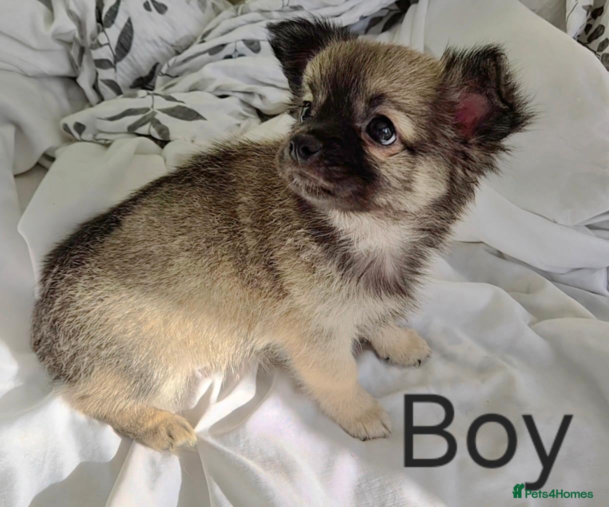 Chihuahua dogs **last boy available**long Coat Chihuahua pup - Advert 9