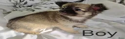 Chihuahua dogs for sale: Ready to leave Now long Coat Chihuahua male pup - Advert 9