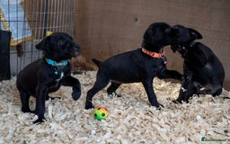 Patterdale Terrier dogs for sale: Patterdale terriers  - Image 5
