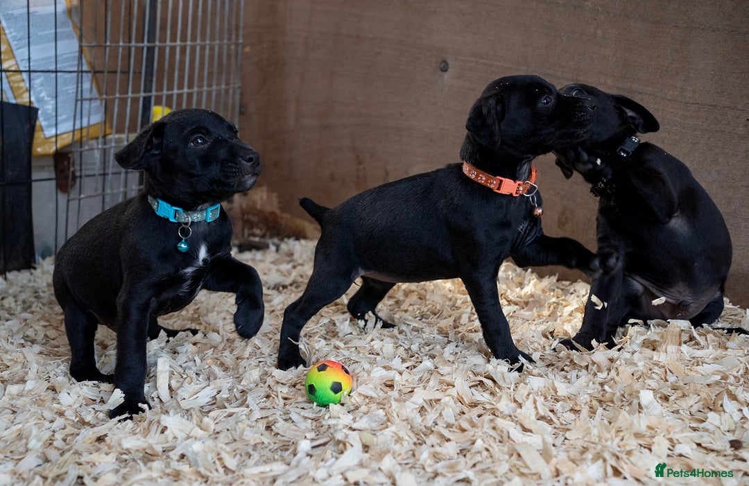 Patterdale Terrier dogs for sale: Patterdale terriers  - Image 5
