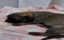 German Shepherd dogs for sale: 7  beautiful german shephered pups  - Image 15