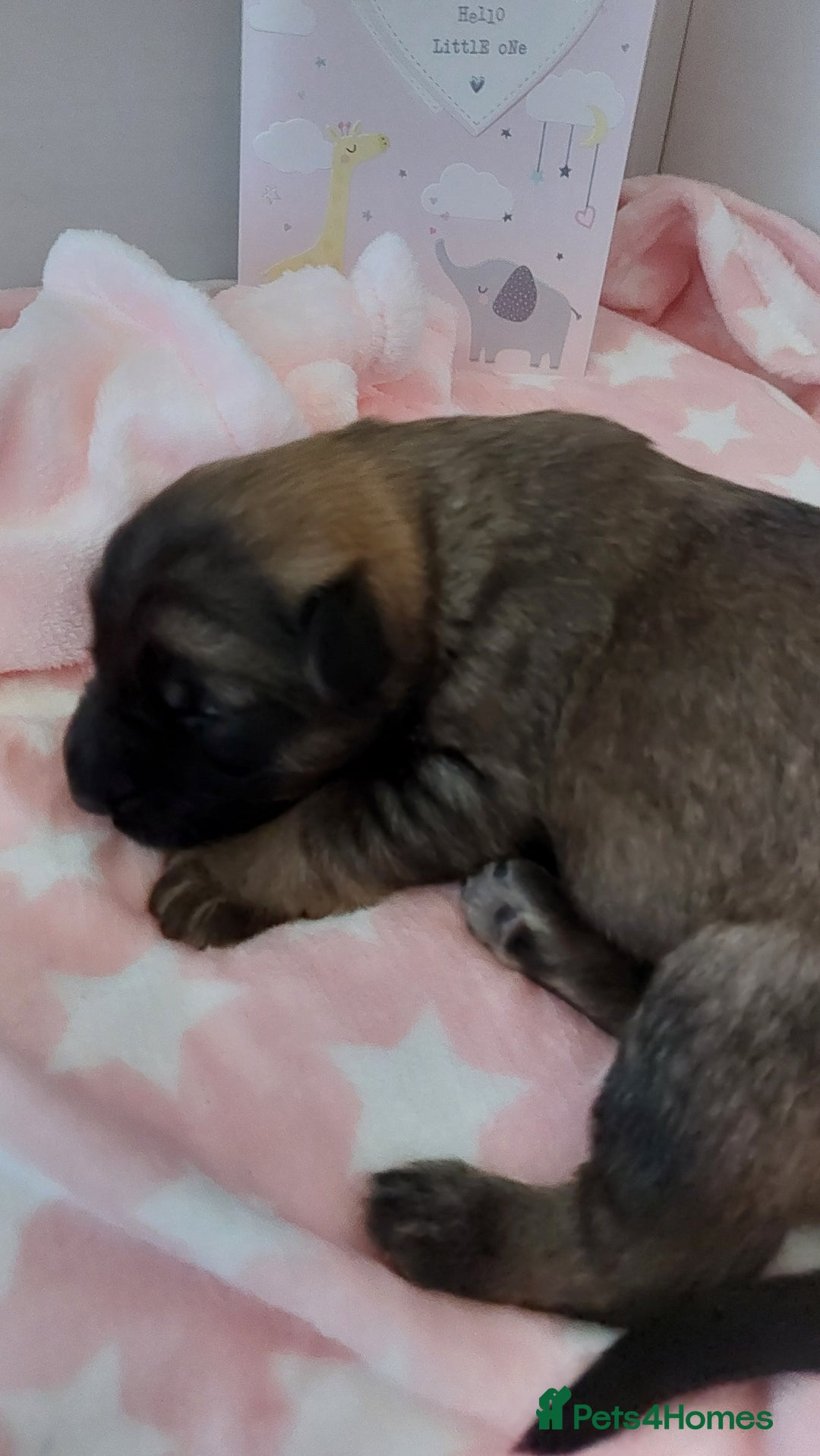 German Shepherd dogs for sale: 7  beautiful german shephered pups  - Image 15