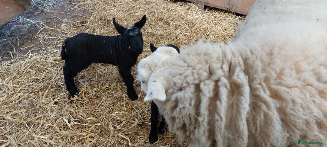 Sheep livestock for sale: Texal Cross  - Advert 2