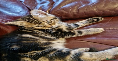 Mixed Breed cats - Advert 15