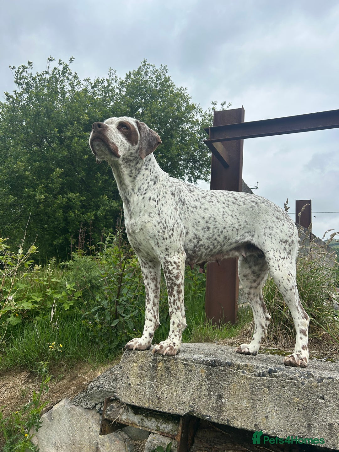 German Shorthaired Pointer dogs for sale: Braque Du Bourbonnais 🇫🇷 French Pointer - Image 3