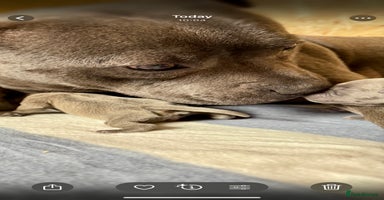 Staffordshire Bull Terrier dogs Blue Staffordshire Bull Terrier KC registered - Advert 1