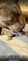 Staffordshire Bull Terrier dogs Blue Staffordshire Bull Terrier KC registered - Advert 1