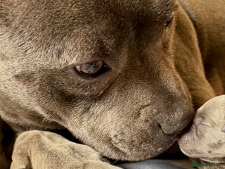 Staffordshire Bull Terrier dogs - Advert 23