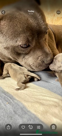 Staffordshire Bull Terrier dogs - Advert 1