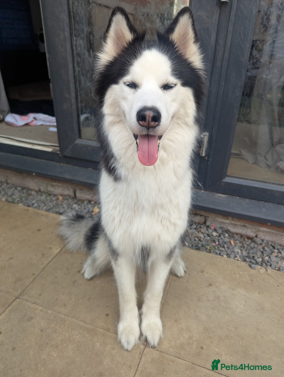 Siberian Husky dogs for sale: 4 year old Luna - Advert 4