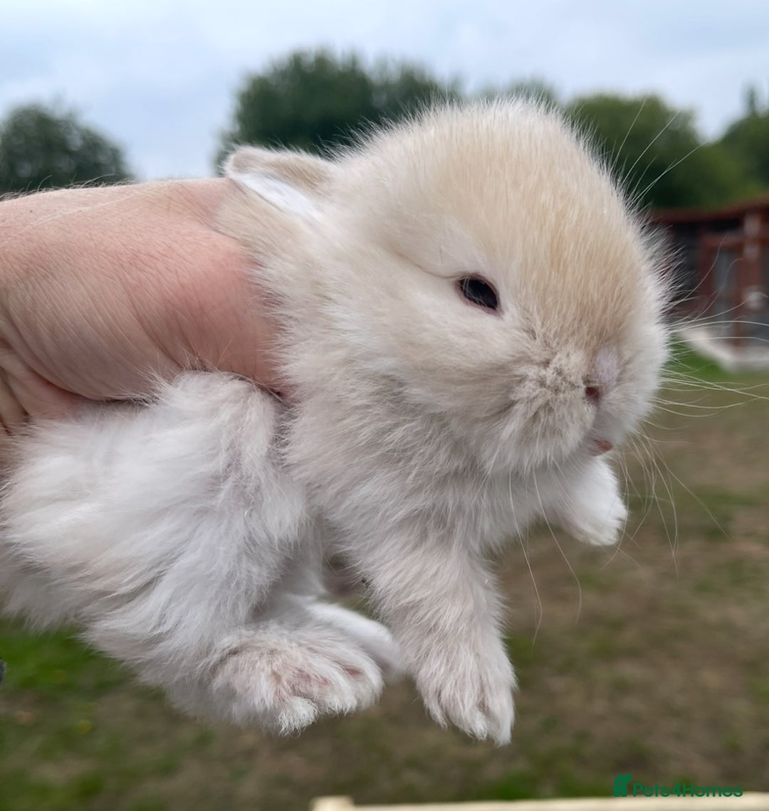 Mini Lop rabbits for sale: Baby mini lops ready to reserve !! - Image 10