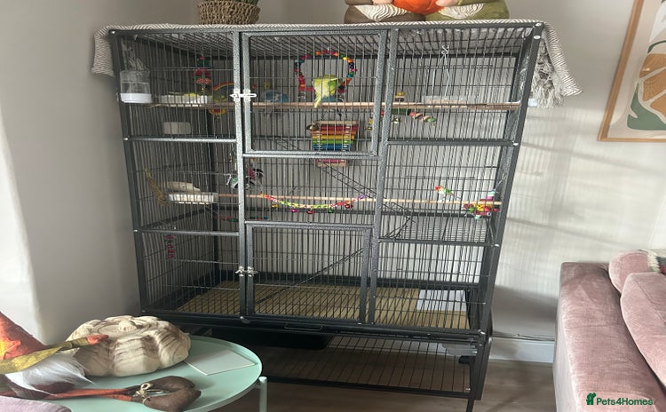 Budgerigars birds - Advert 1