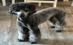 Standard Poodle dogs for sale: Standard poodle  - Image 2