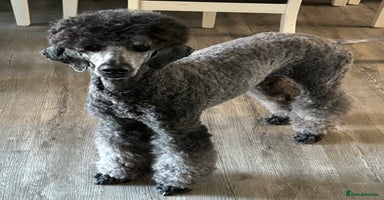 Standard Poodle dogs - Advert 3