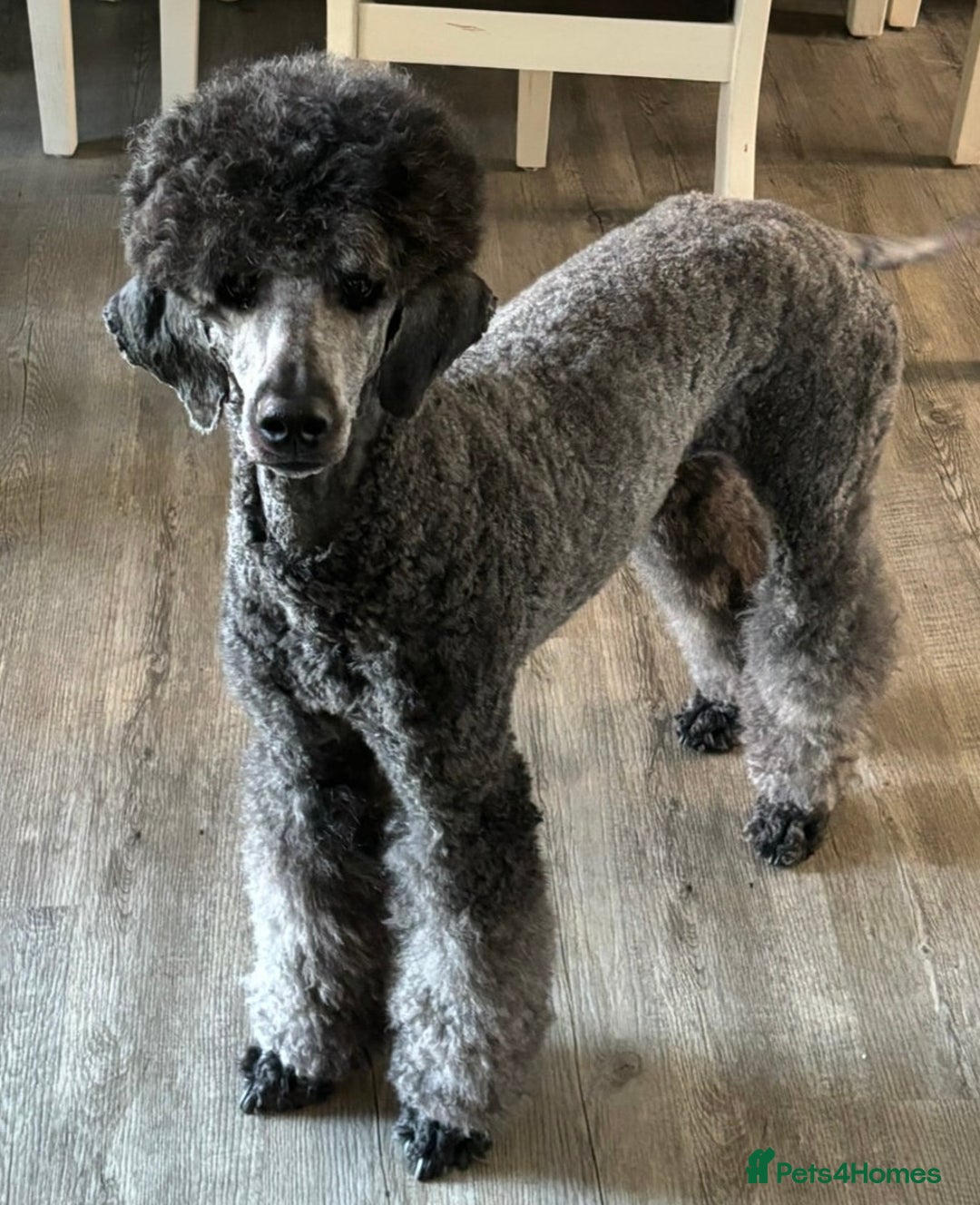 Standard Poodle dogs for sale: Standard poodle  - Image 2