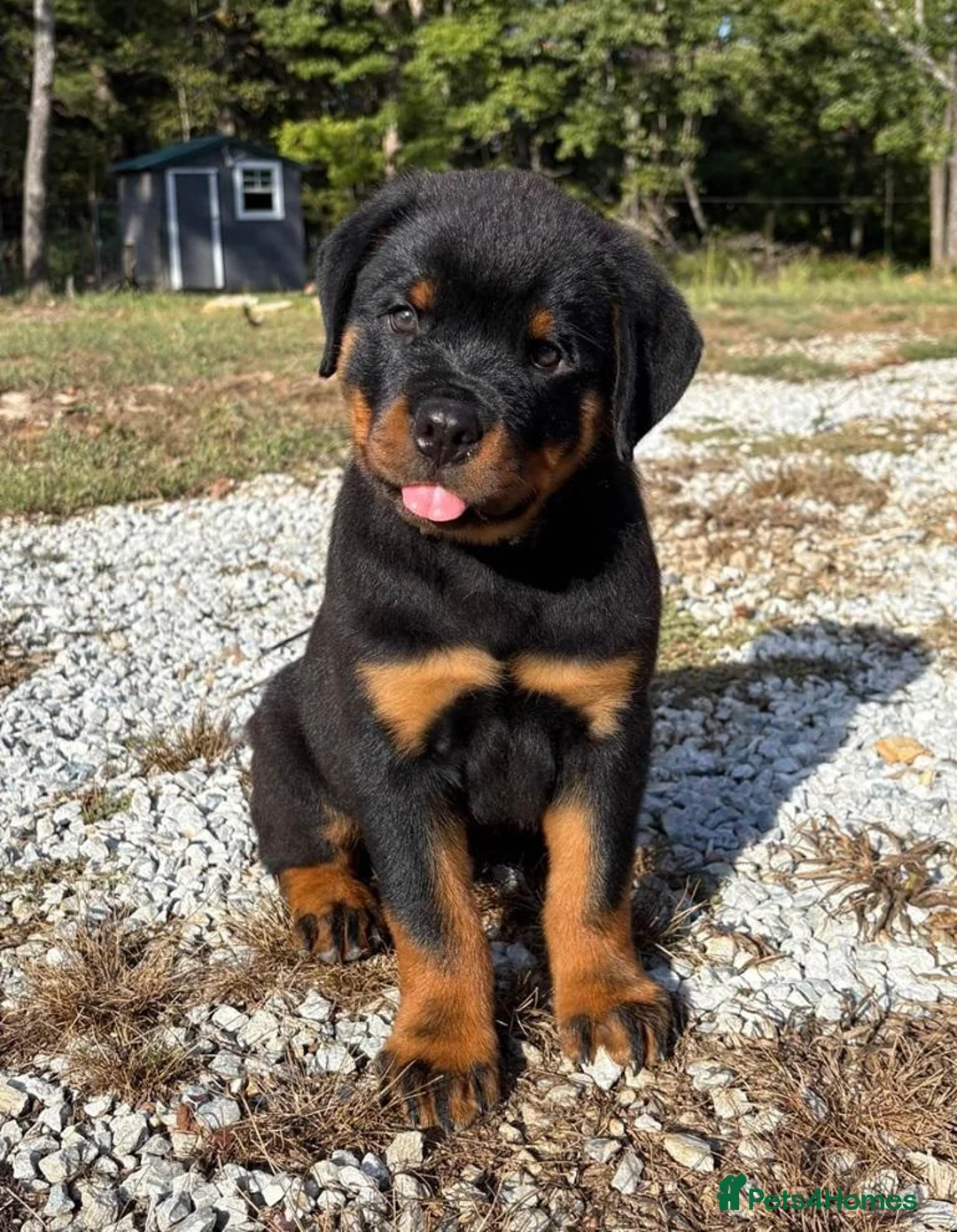Rottweiler dogs for sale: 💯Oustanding big chunky M/F💯Ready in a few💋💋 in Buxton - Advert 2
