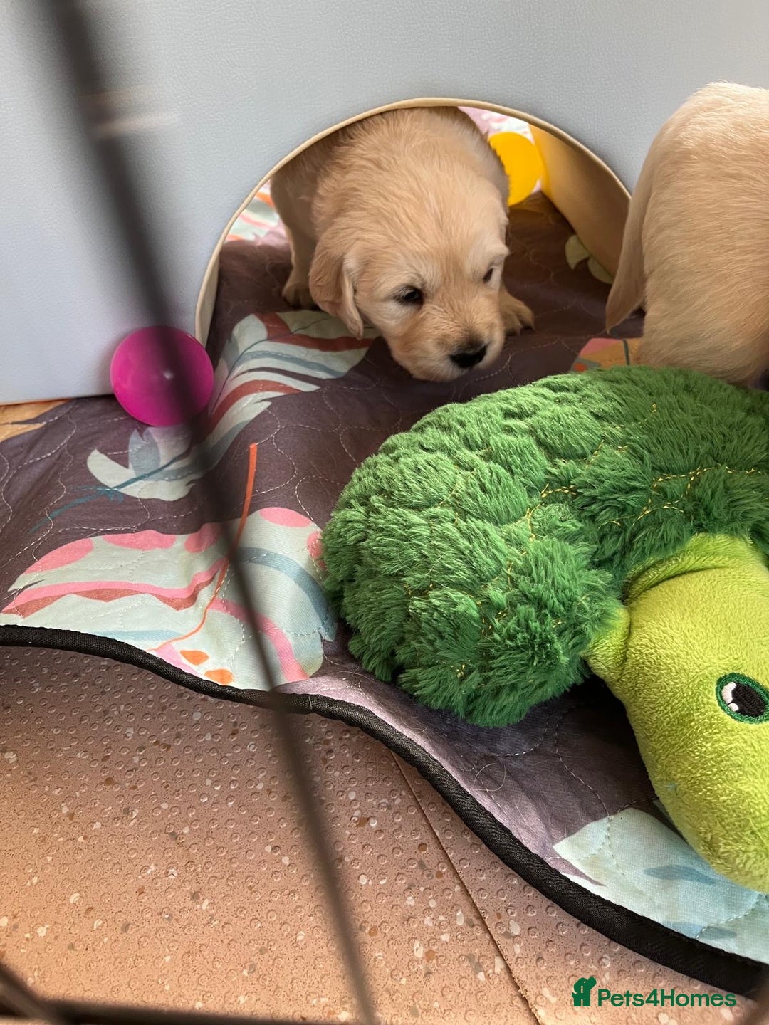 Golden Retriever dogs for sale: Fluffy Cream & Gold Golden Retriever Puppies - Image 19