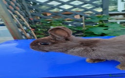 Netherland Dwarf rabbits for sale: Cute little netherland dwarf boys  - Image 16
