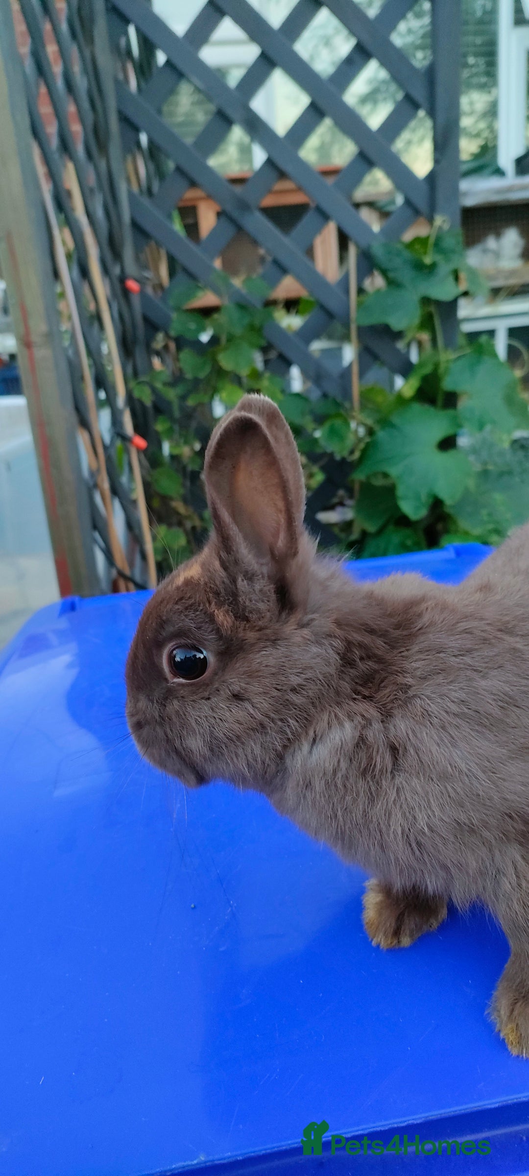 Netherland Dwarf rabbits for sale: Cute little netherland dwarf boys  - Image 16