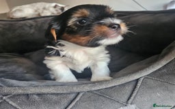 Yorkshire Terrier dogs for sale: 5 szczeniąt York terrier (Biewer) - Image 15