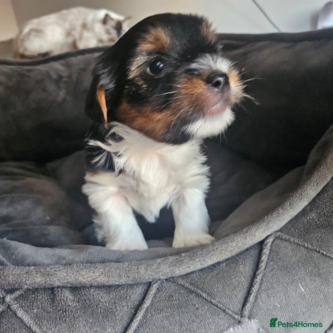 Yorkshire Terrier dogs for sale: 5 szczeniąt York terrier (Biewer) - Image 15