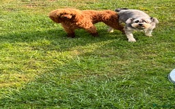 Mixed Breed dogs for sale: Miniature schnoodle girl ready to leave  - Image 6
