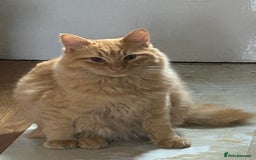 Turkish Angora cats for sale: Last Turkish angora girl - Image 6