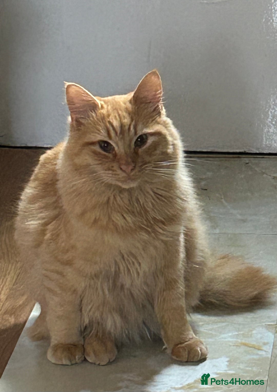 Turkish Angora cats for sale: Last Turkish angora girl - Image 6