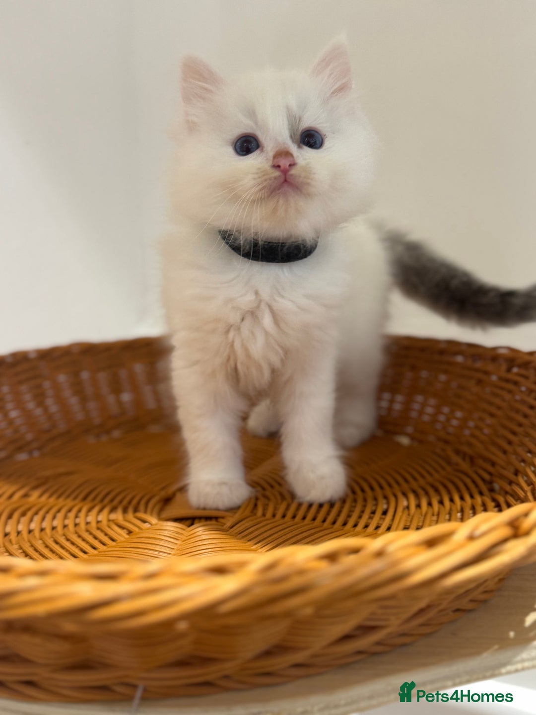 Ragdoll cats for sale: Pure fluffy Ragdoll kittens looking for5 star home - Image 19