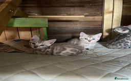 Bengal cats for sale: 3 Pure Bengals left  - Image 6