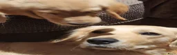 Golden Retriever dogs for sale: Female KC Golden Retriever  - Advert 2