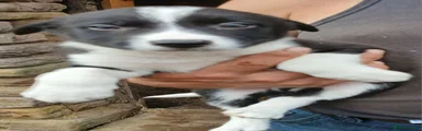 Border Collie 1