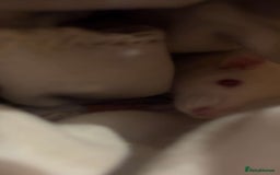 Rat rodents for sale: 2 Female Baby Rats for sale - Image 2