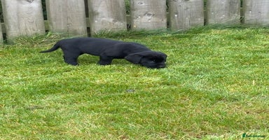 Labrador Retriever dogs - Advert 2