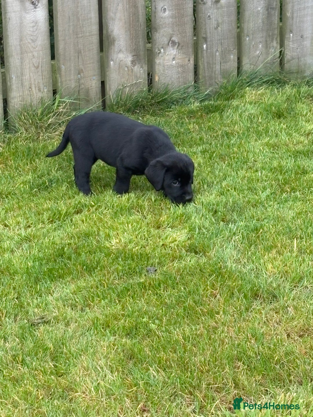 Labrador Retriever dogs for sale: Beautiful Black Labrador Puppies KC Registered  - Image 2