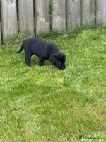 Labrador Retriever dogs - Advert 13