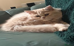 Persian cats for sale: Persian kittens - Image 11