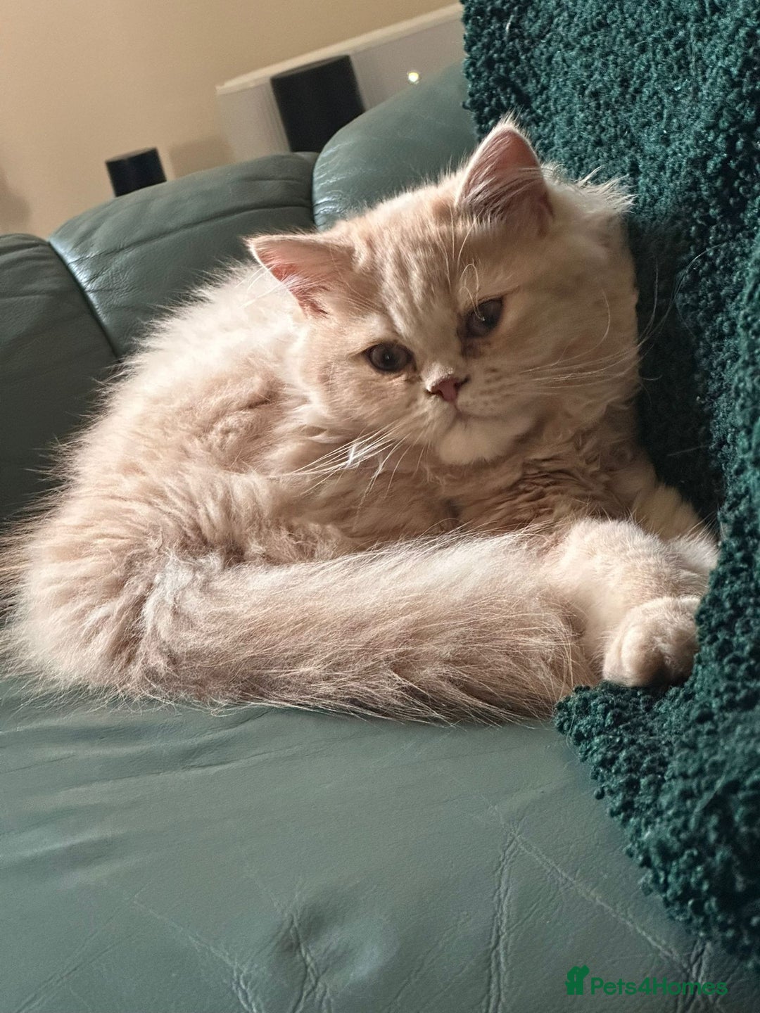 Persian cats for sale: Persian kittens - Image 11