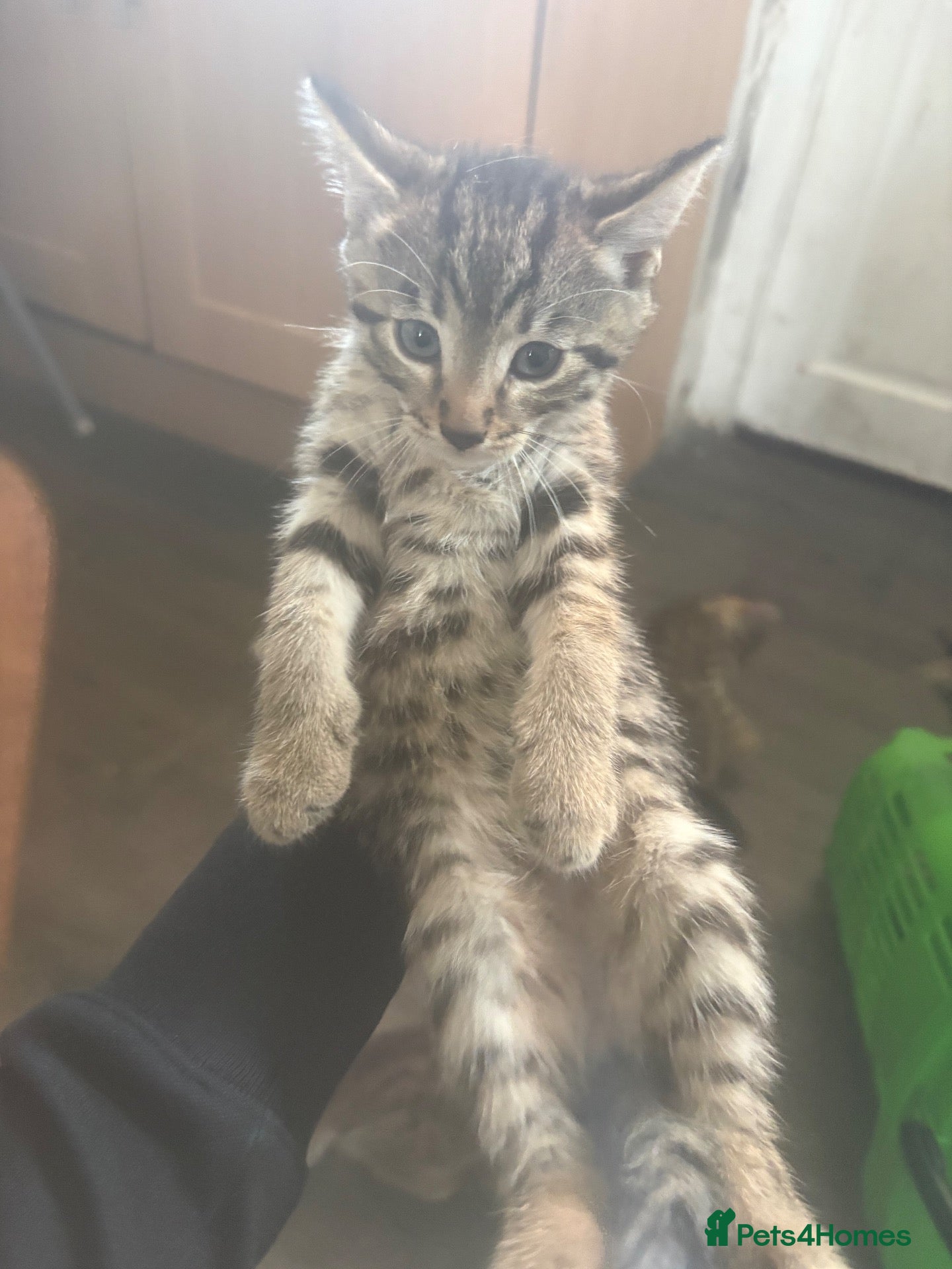Mixed Breed cats BSH x tabby  - Advert 15