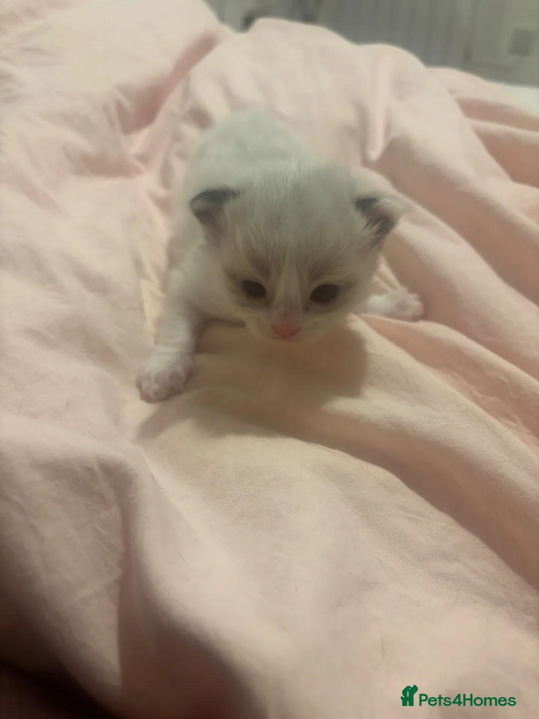 Ragdoll cats for sale: Ragdoll kittens  (2 kittens left)  - Advert 1